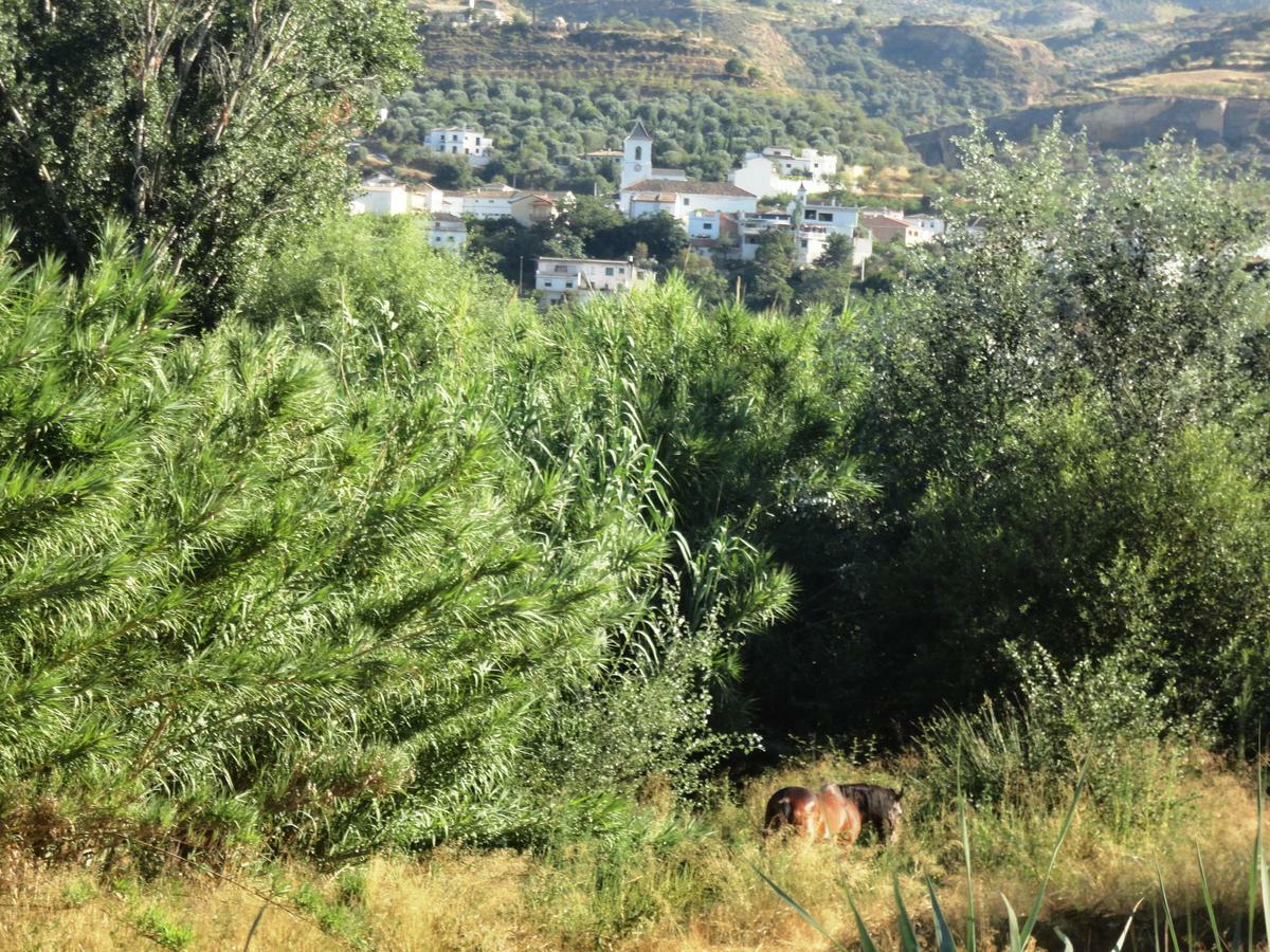 Hostal Y Apartamento Rural Los Naranjos Melegis Bilik gambar